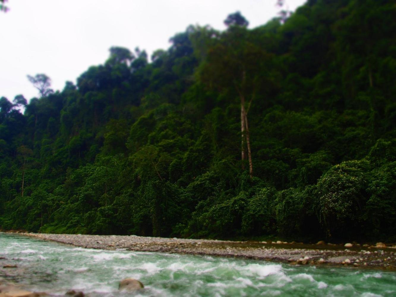 Thejungleguide - Lodges & Treks Bukit Lawang Eksteriør bilde