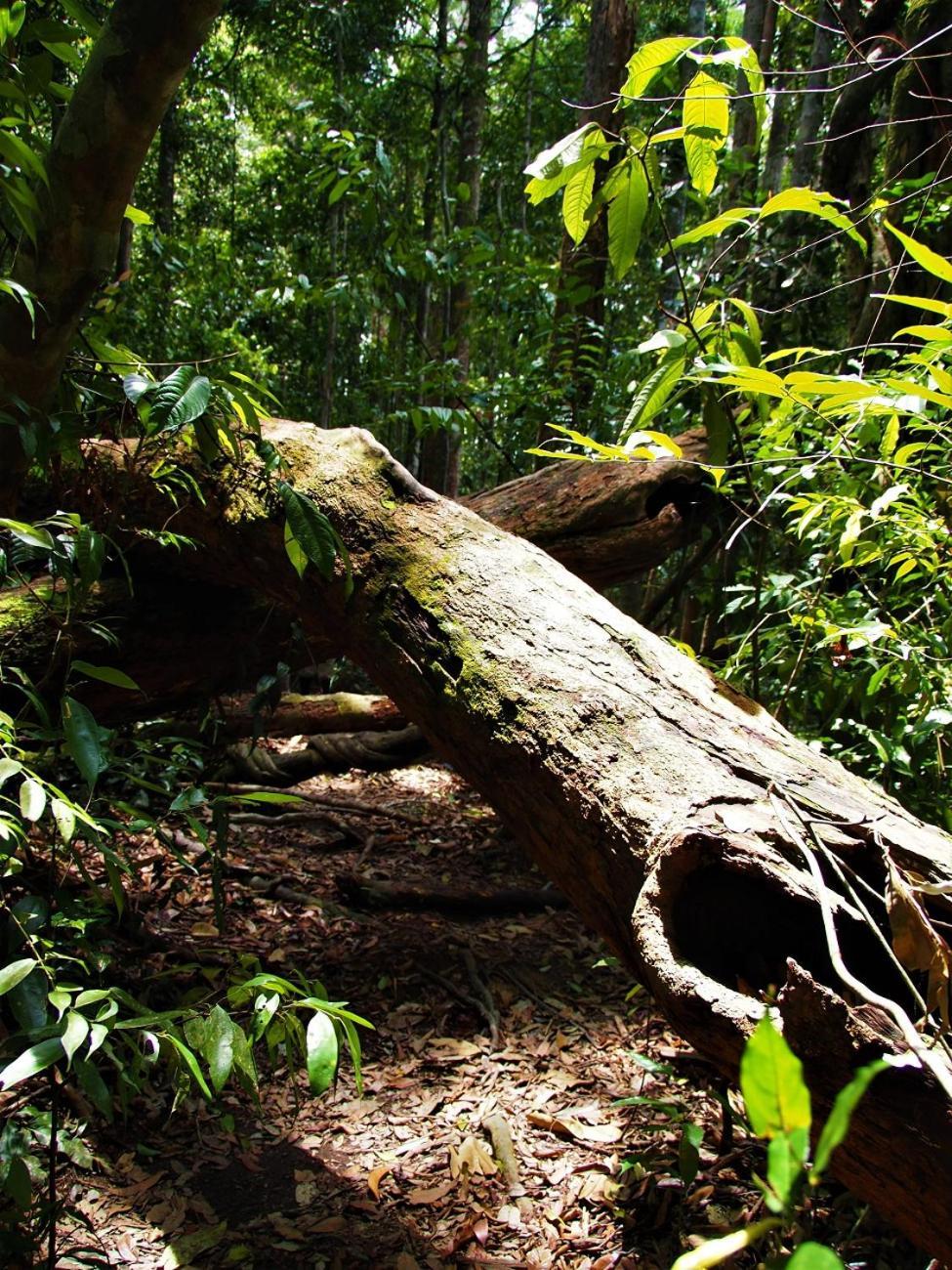 Thejungleguide - Lodges & Treks Bukit Lawang Eksteriør bilde