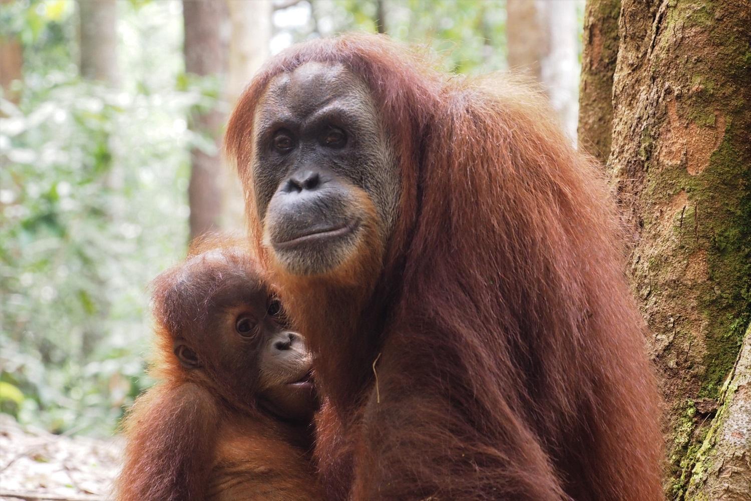 Thejungleguide - Lodges & Treks Bukit Lawang Eksteriør bilde
