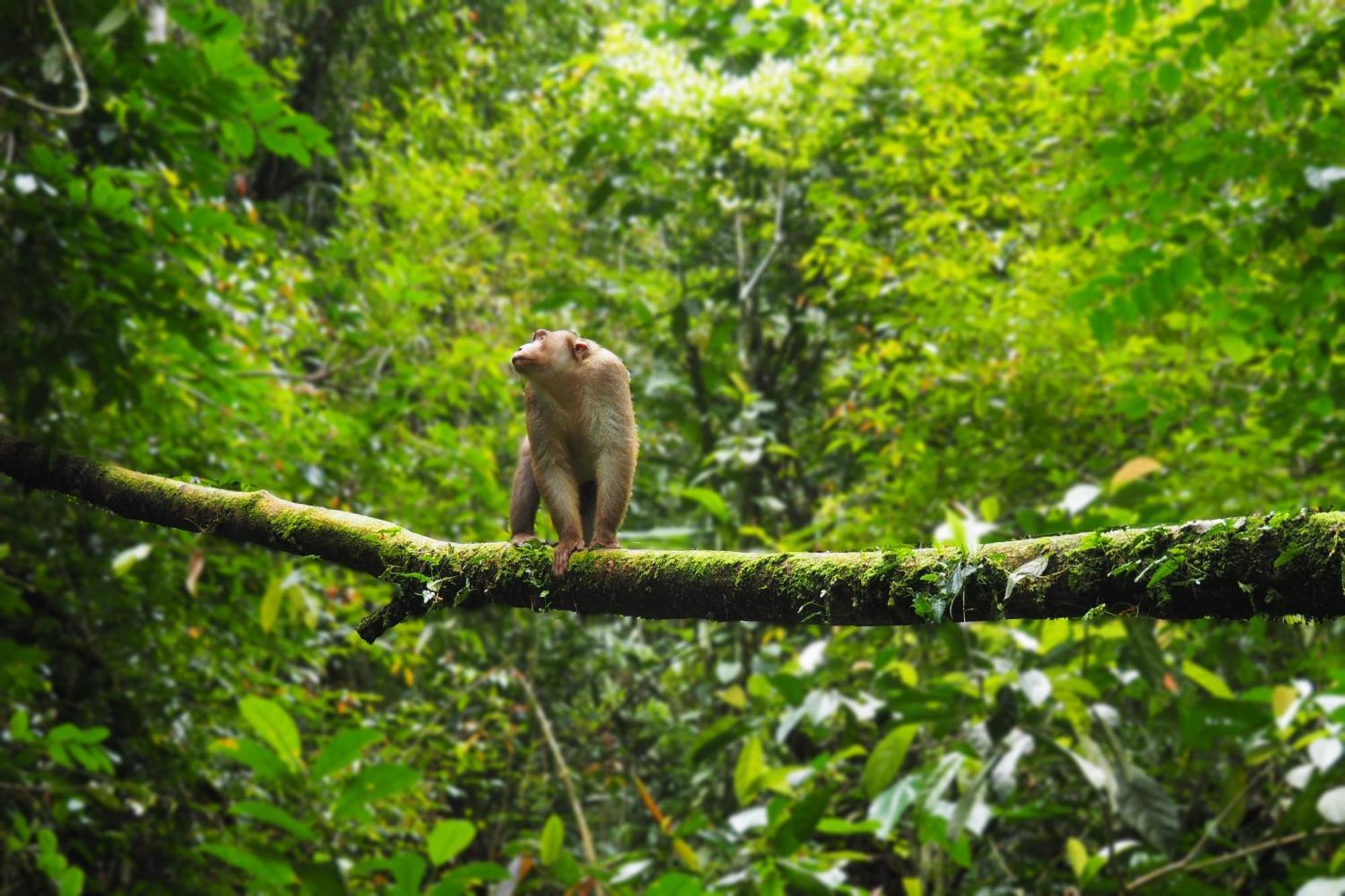 Thejungleguide - Lodges & Treks Bukit Lawang Eksteriør bilde