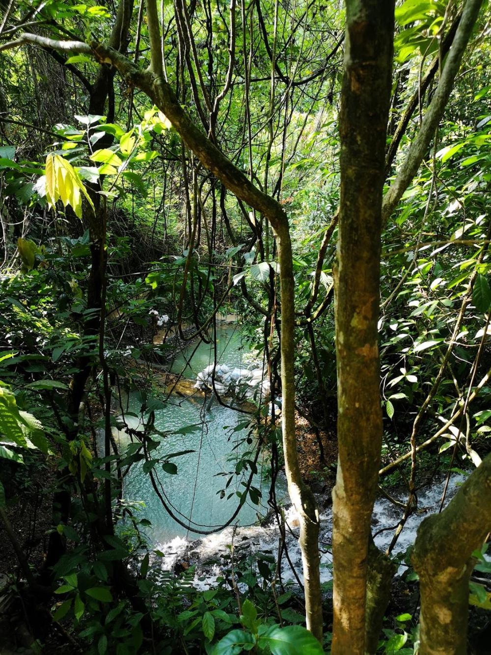 Thejungleguide - Lodges & Treks Bukit Lawang Eksteriør bilde