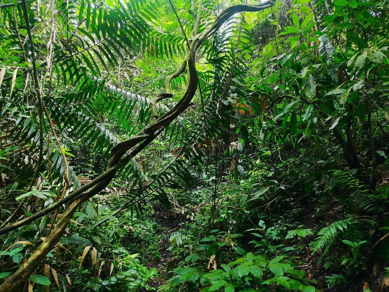 Thejungleguide - Lodges & Treks Bukit Lawang Eksteriør bilde