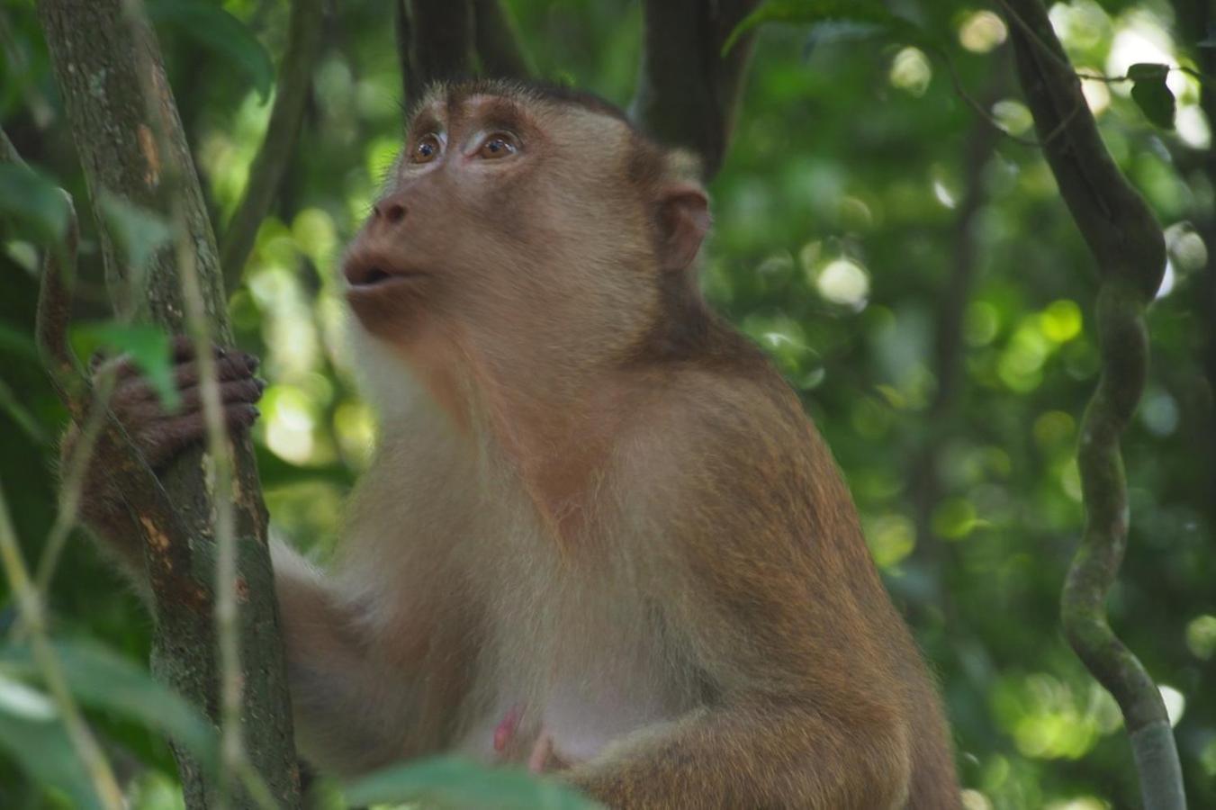 Thejungleguide - Lodges & Treks Bukit Lawang Eksteriør bilde