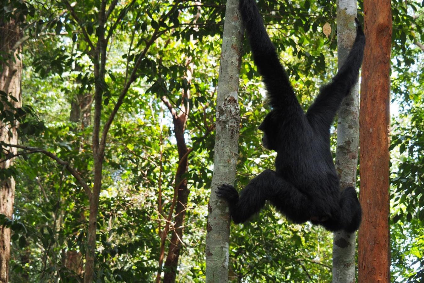 Thejungleguide - Lodges & Treks Bukit Lawang Eksteriør bilde