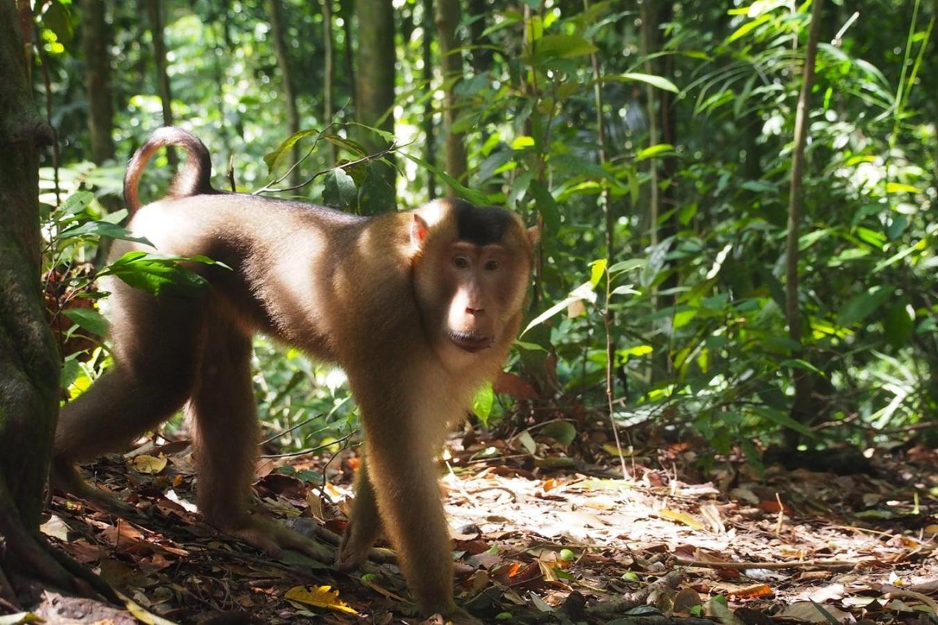 Thejungleguide - Lodges & Treks Bukit Lawang Eksteriør bilde