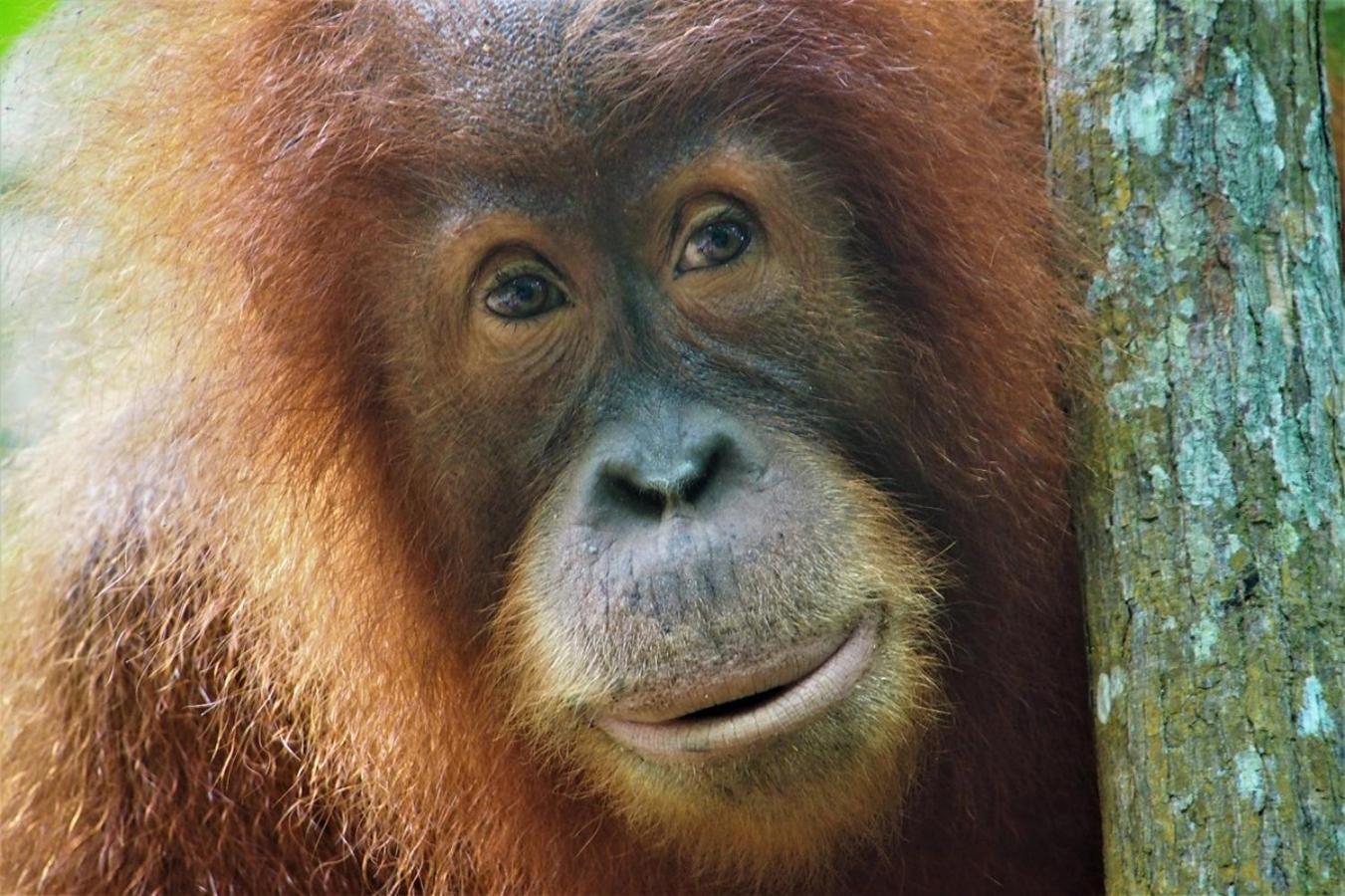 Thejungleguide - Lodges & Treks Bukit Lawang Eksteriør bilde