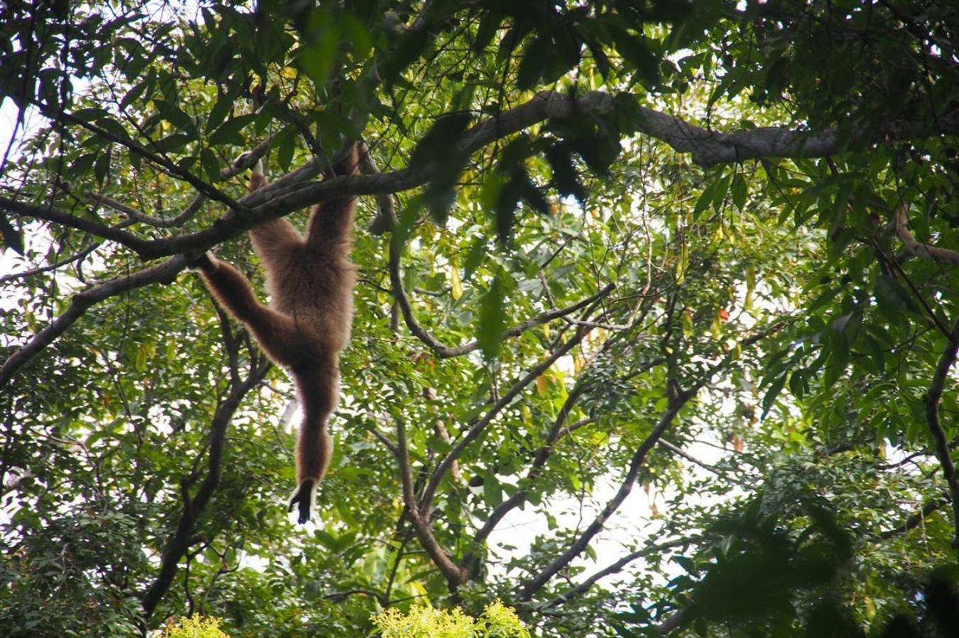 Thejungleguide - Lodges & Treks Bukit Lawang Eksteriør bilde