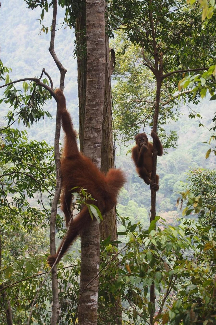 Thejungleguide - Lodges & Treks Bukit Lawang Eksteriør bilde