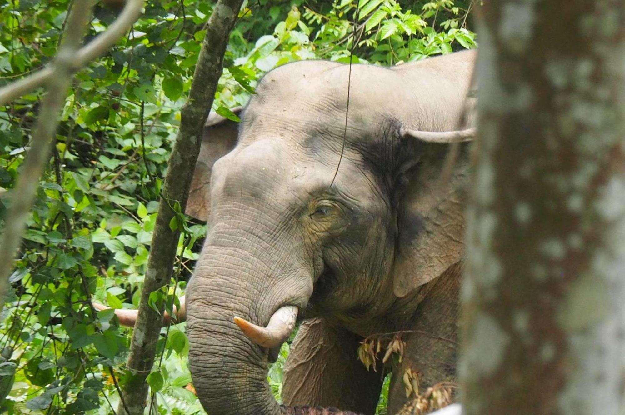 Thejungleguide - Lodges & Treks Bukit Lawang Eksteriør bilde